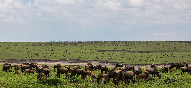 safari tour tanzania